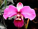orchideas, cantuta, quina, ichu
